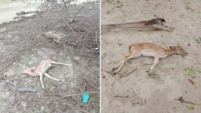 সুন্দরবনে আবারও মিলল ৩১ হরিণের লাশ